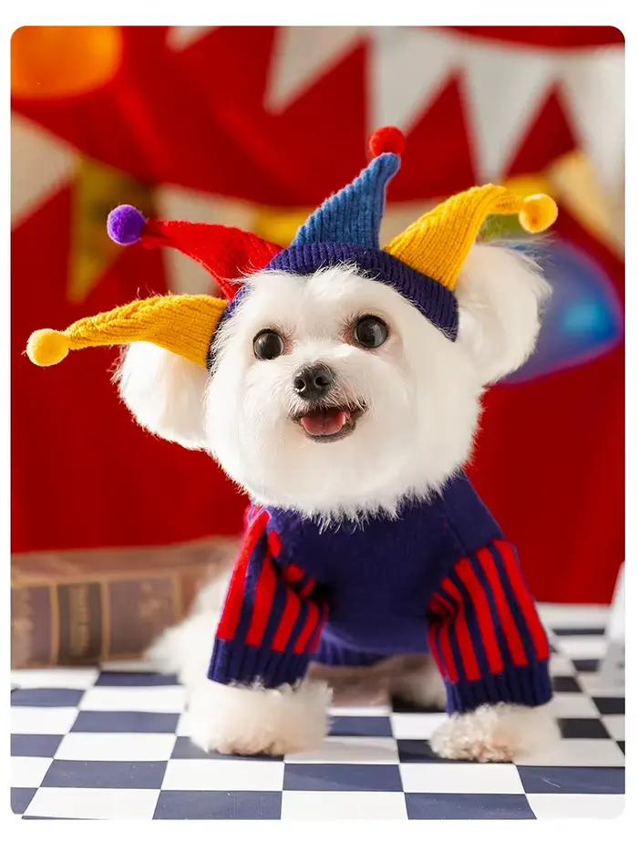 Mignon chien pull hiver